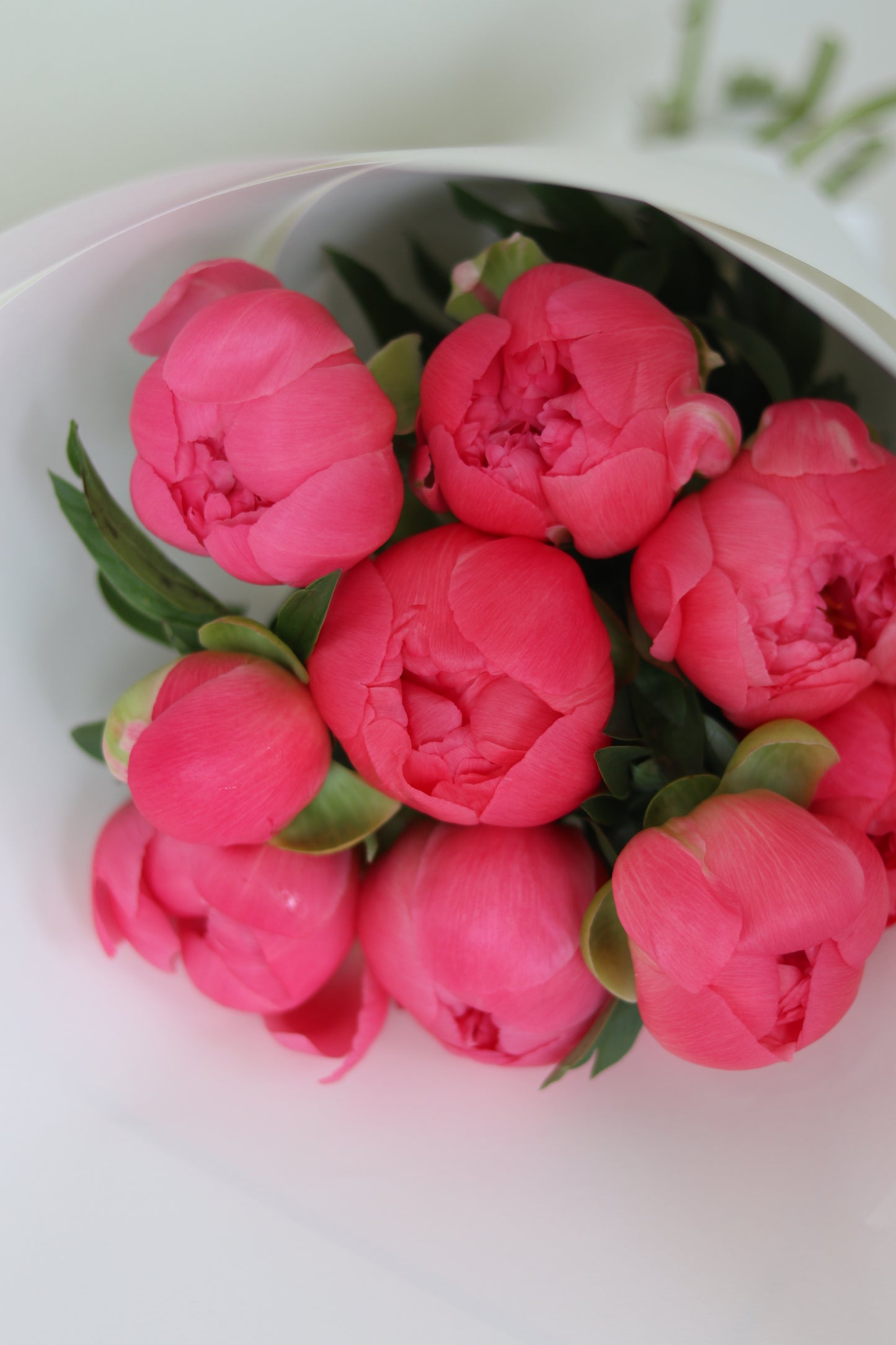 Love Peony
