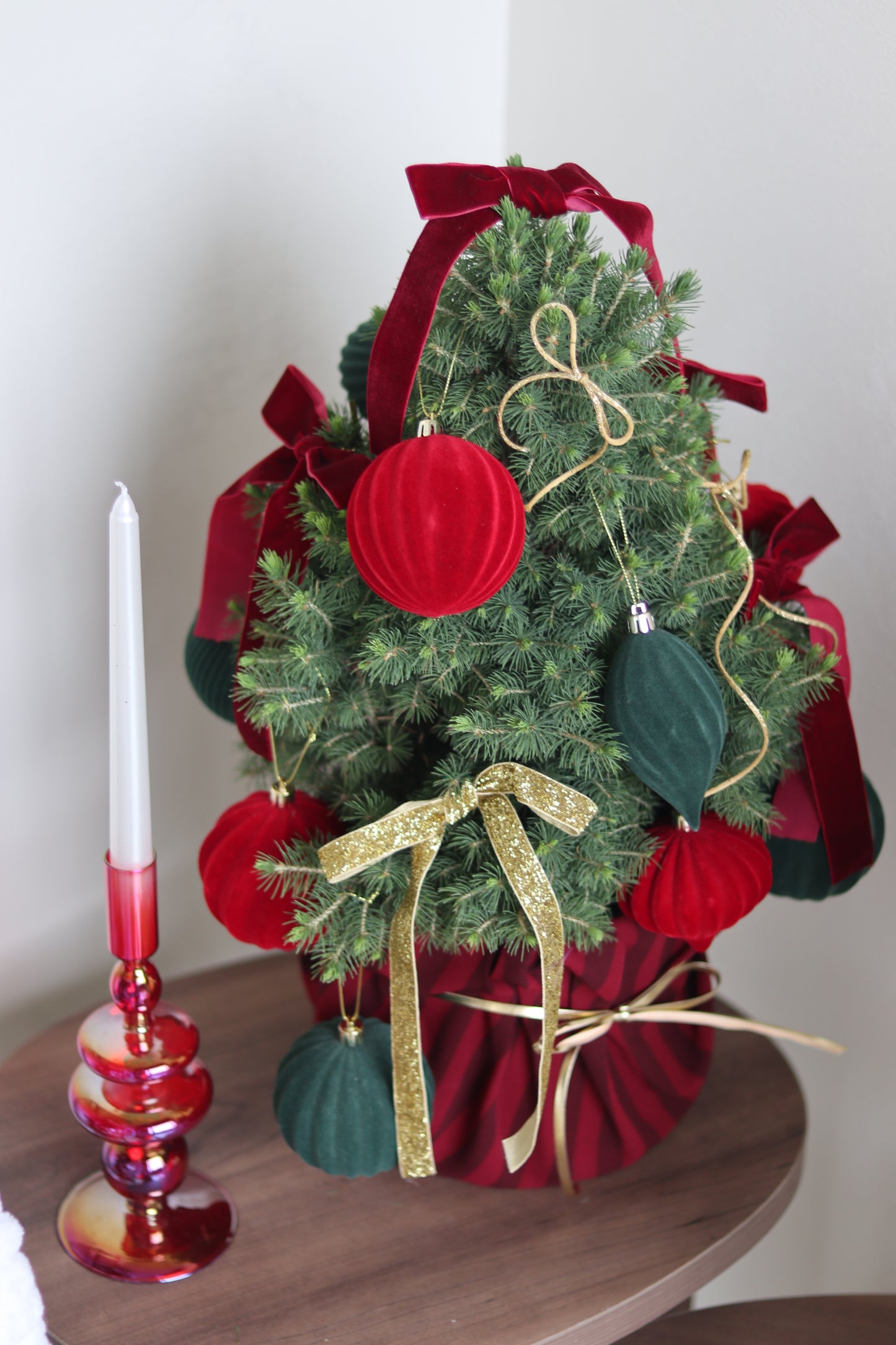 Living Potted Christmas Tree