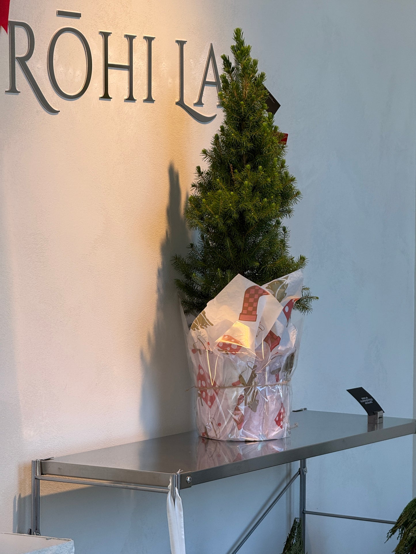 Living Potted Christmas Tree