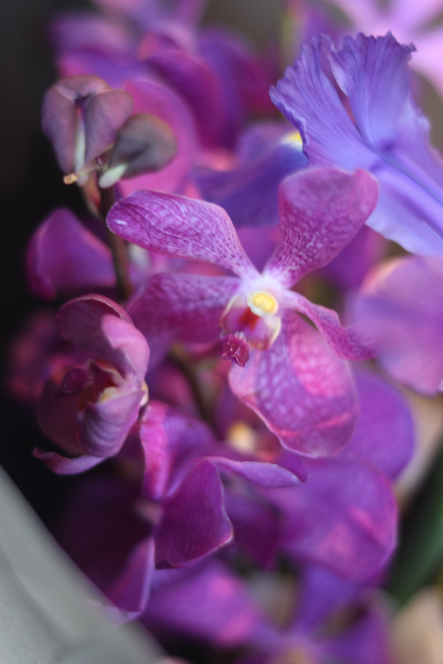 Violet Love Letter| Dark Purple|Special Color Bouquet for Birthday,Valentine's Day