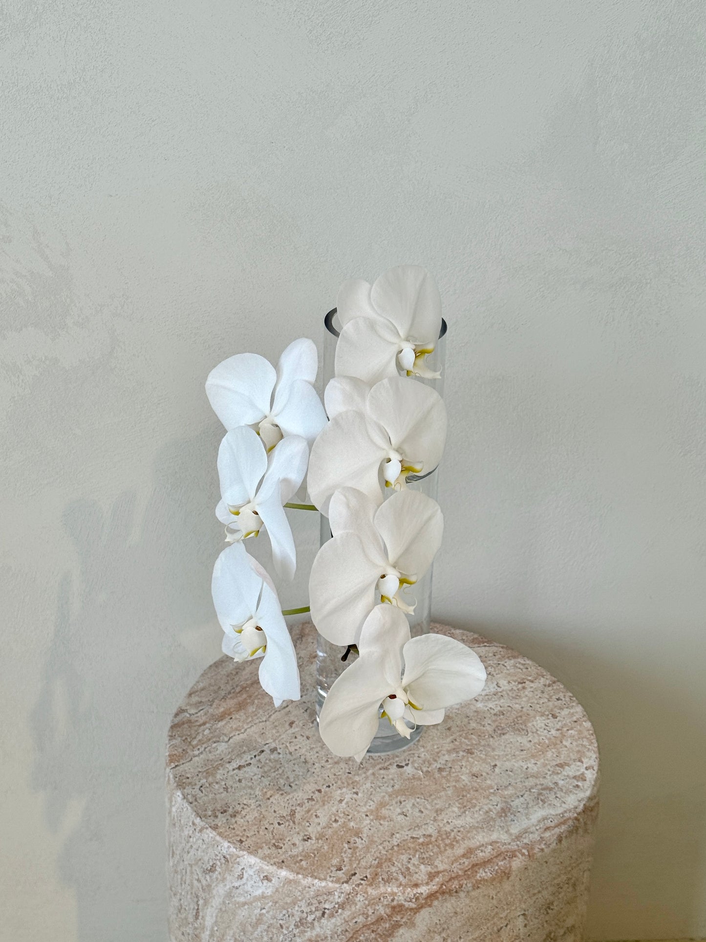 Add Single Stem Phalaenopsis Orchid
